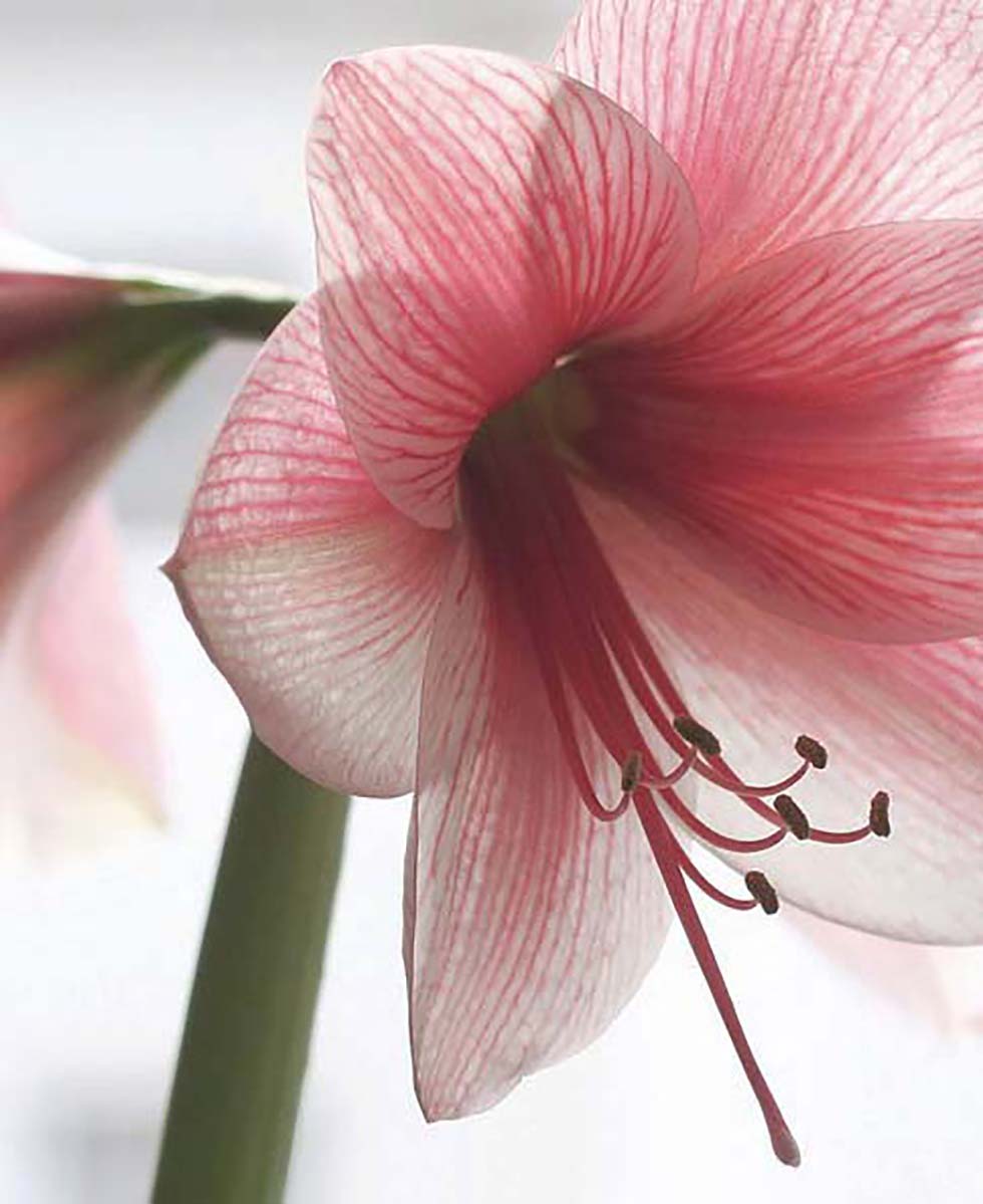 Hochzeitsblumen Amaryllis Hochzeitsblumen Amaryllis
