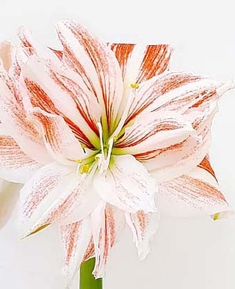 Hochzeitsblumen Amaryllis Hochzeitsblumen Amaryllis
