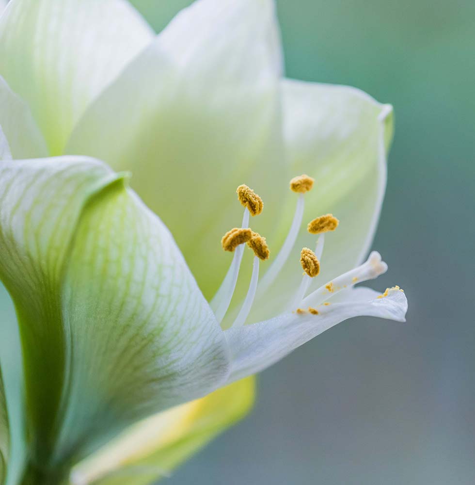 Amaryllis Amaryllis