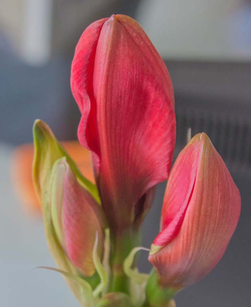 Amaryllis Amaryllis
