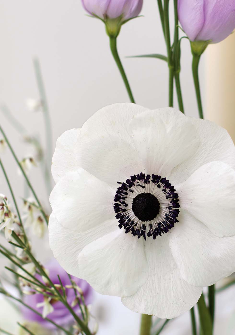 Hochzeitsblumen Anemone Hochzeitsblumen Anemone