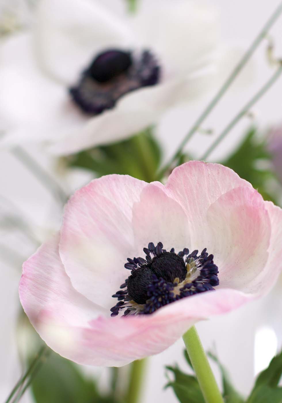 Hochzeitsblumen Anemone Hochzeitsblumen Anemone