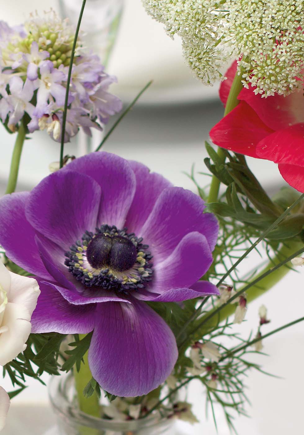Anemone Anemone