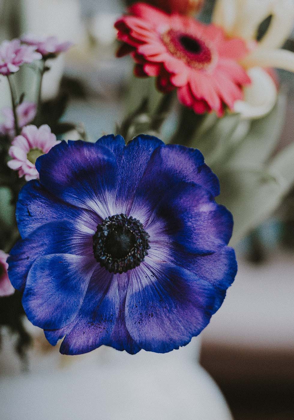 Anemone Anemone