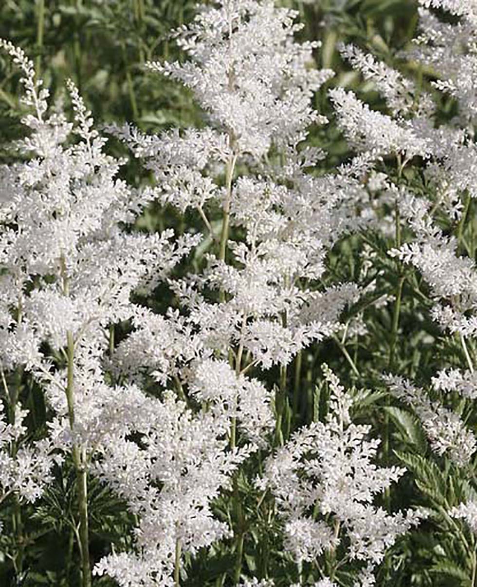 Hochzeitsblumen Astilbe Hochzeitsblumen Astilbe