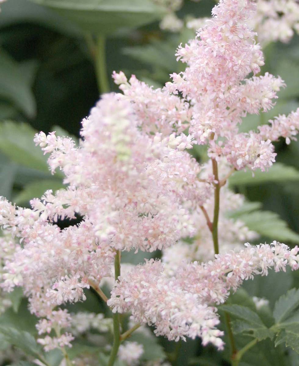 Hochzeitsblumen Astilbe Hochzeitsblumen Astilbe