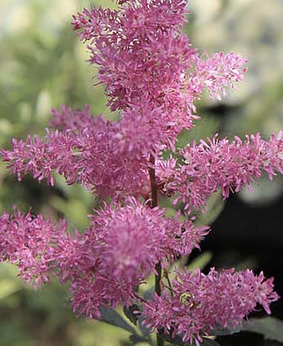 Astilbe Astilbe