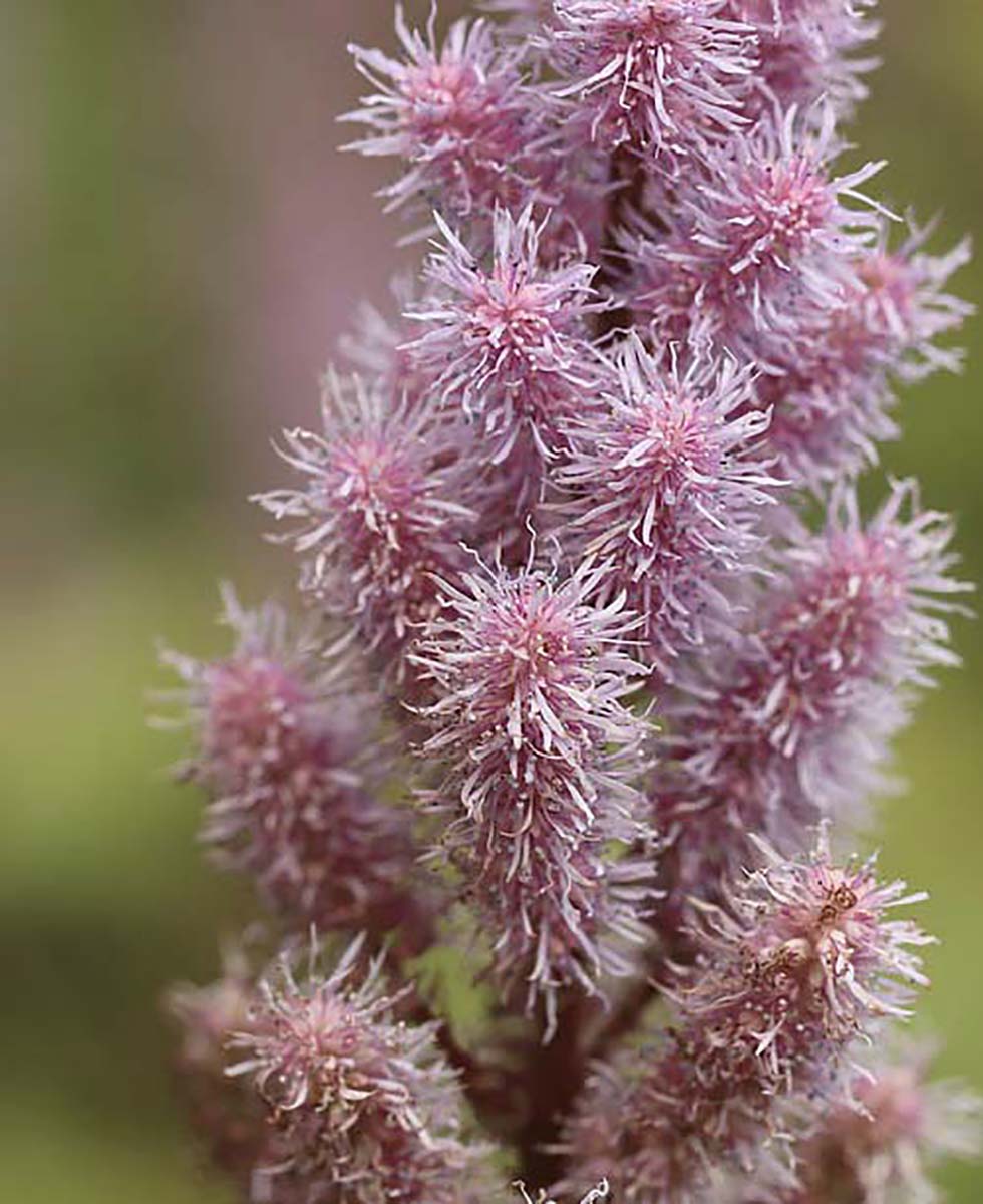 Astilbe Astilbe