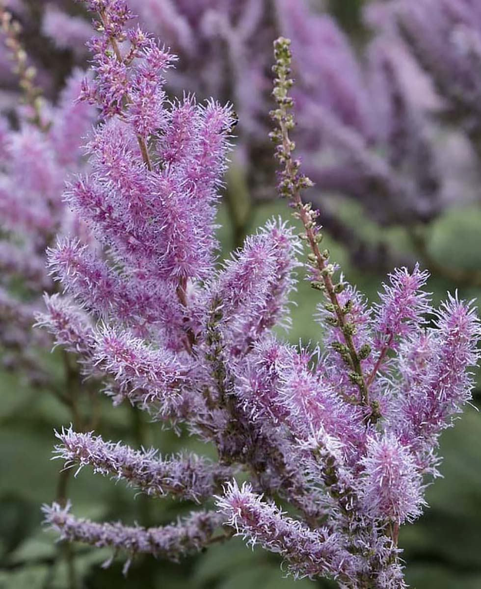 Astilbe Astilbe
