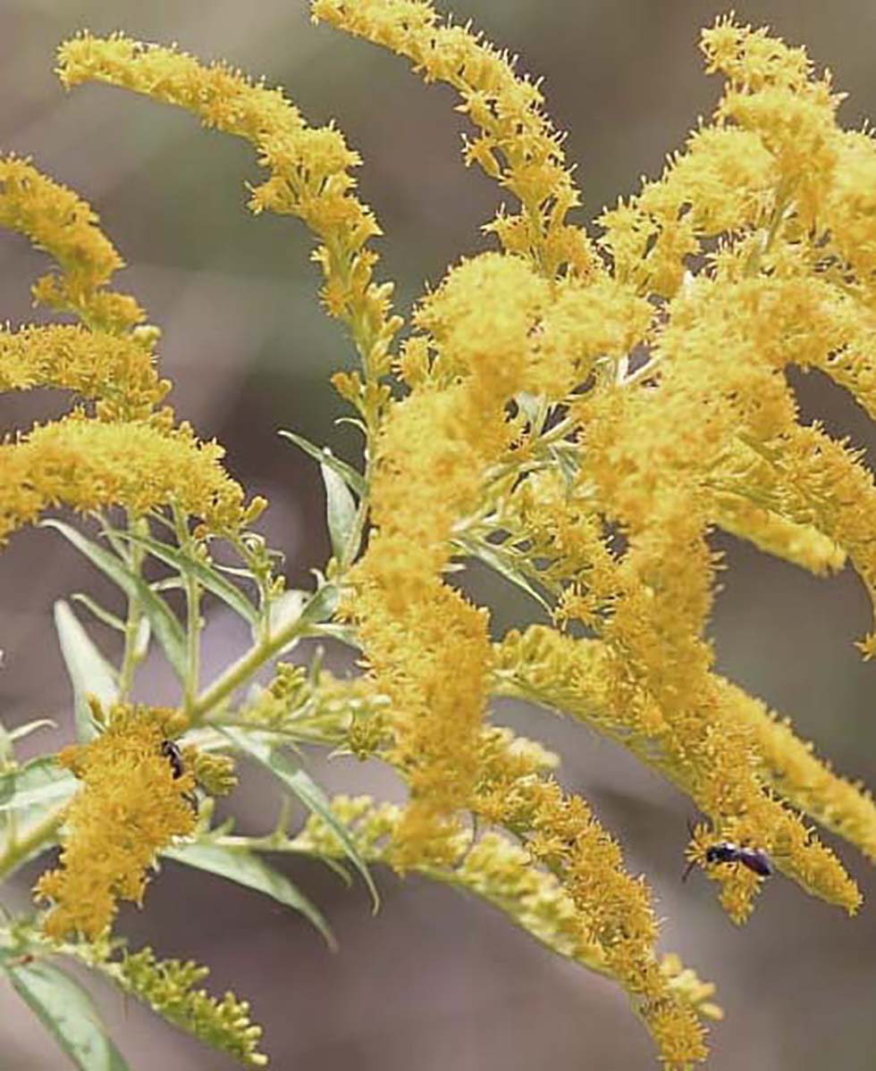 Astilbe Astilbe