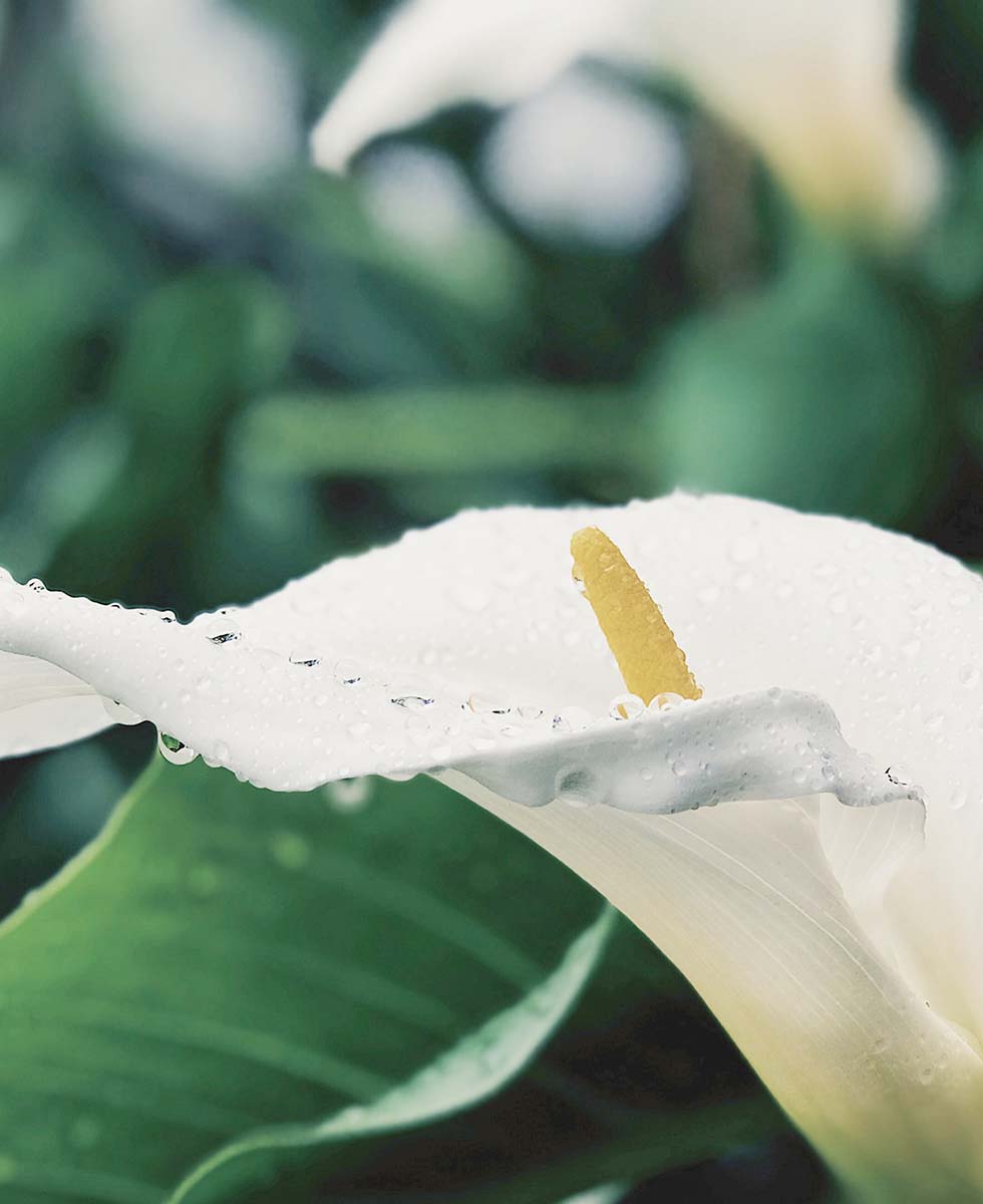 Calla Calla