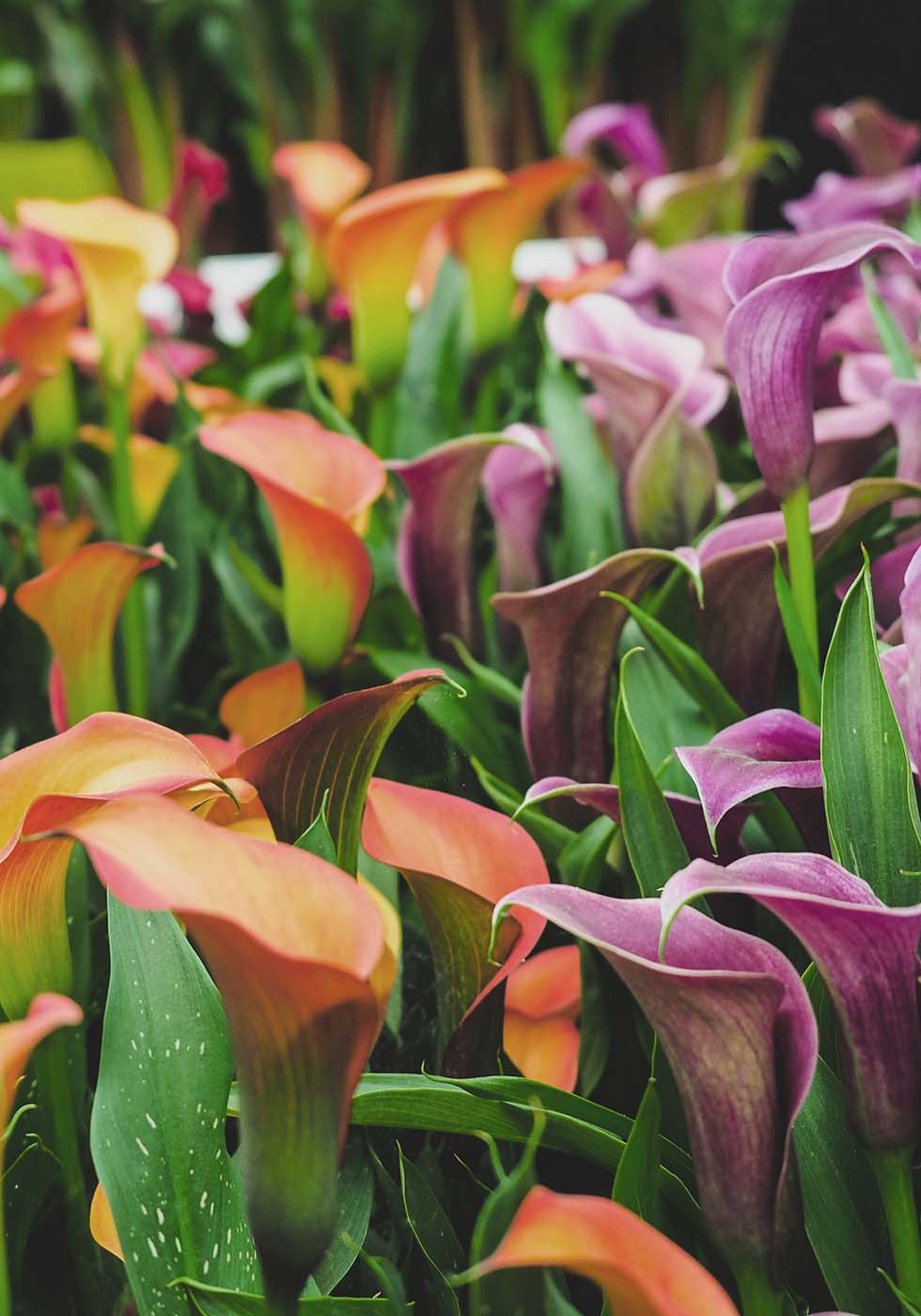 Calla Calla