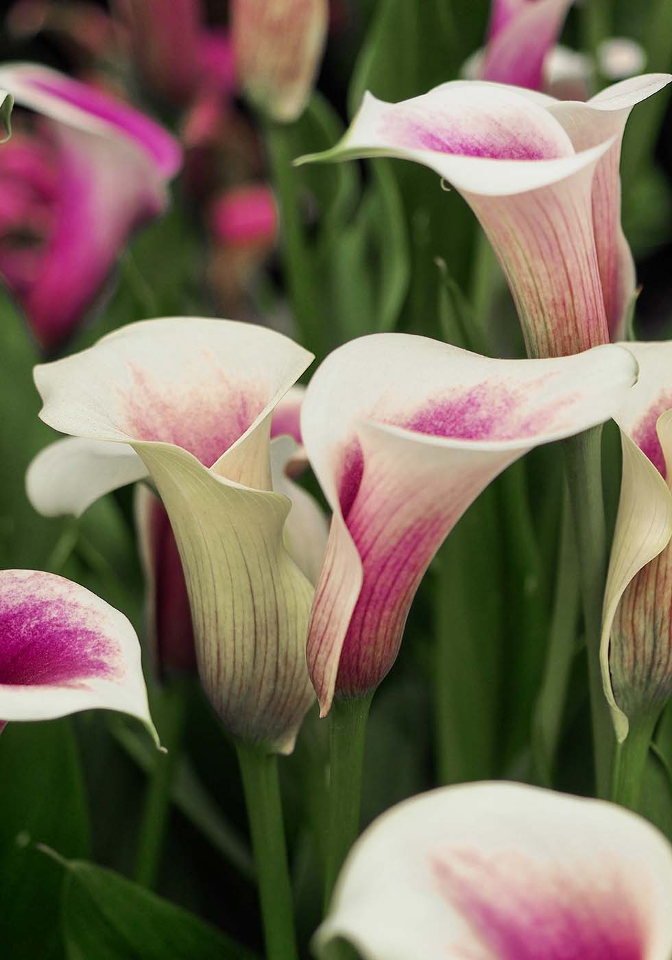 Calla Calla