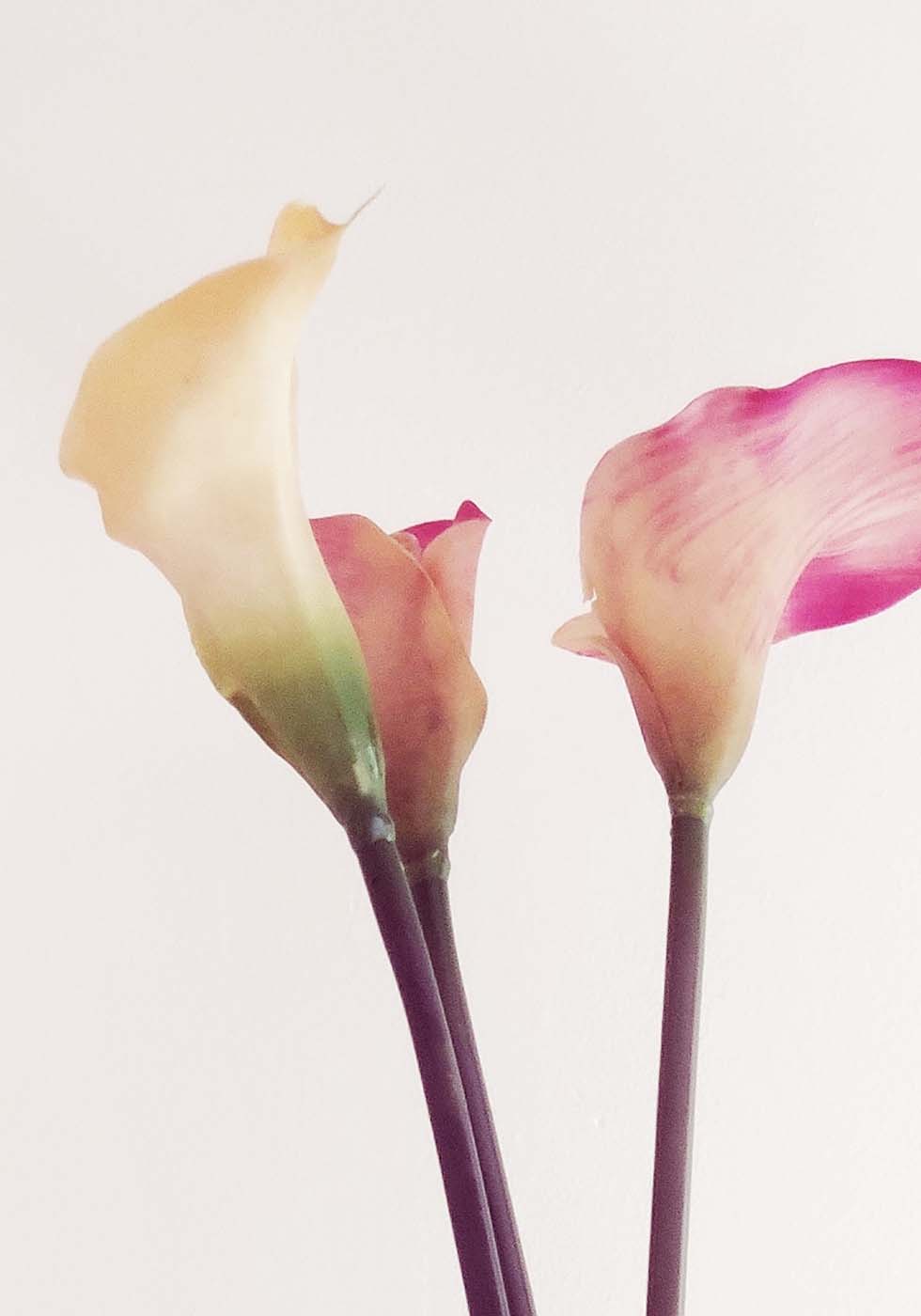 Calla Calla