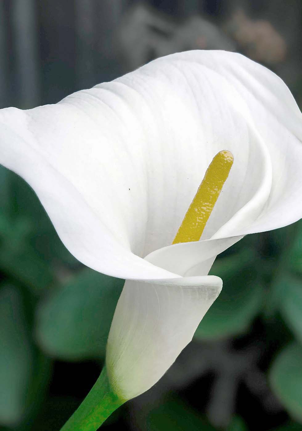 Hochzeitsblumen Calla Hochzeitsblumen Calla