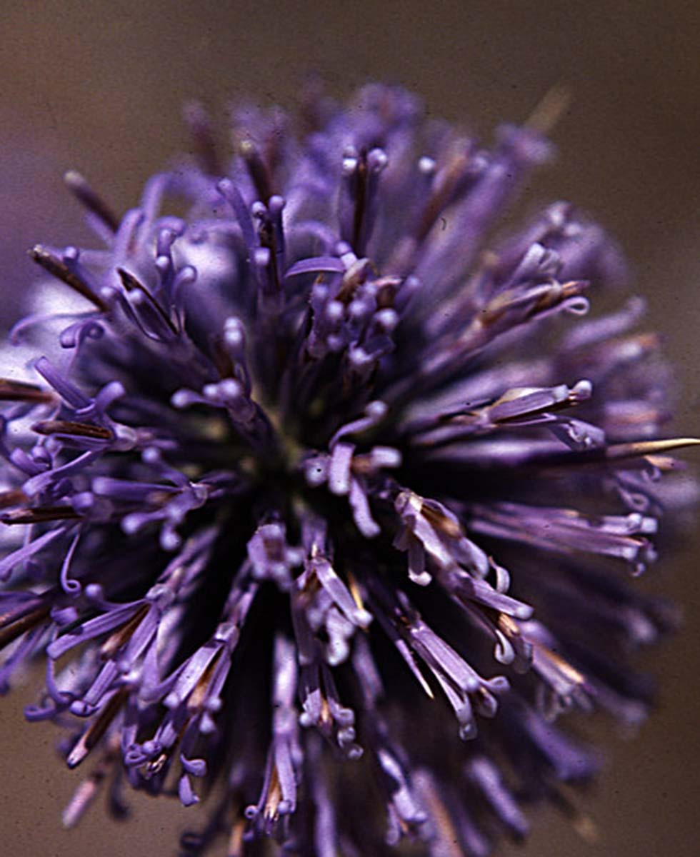 Distel Distel