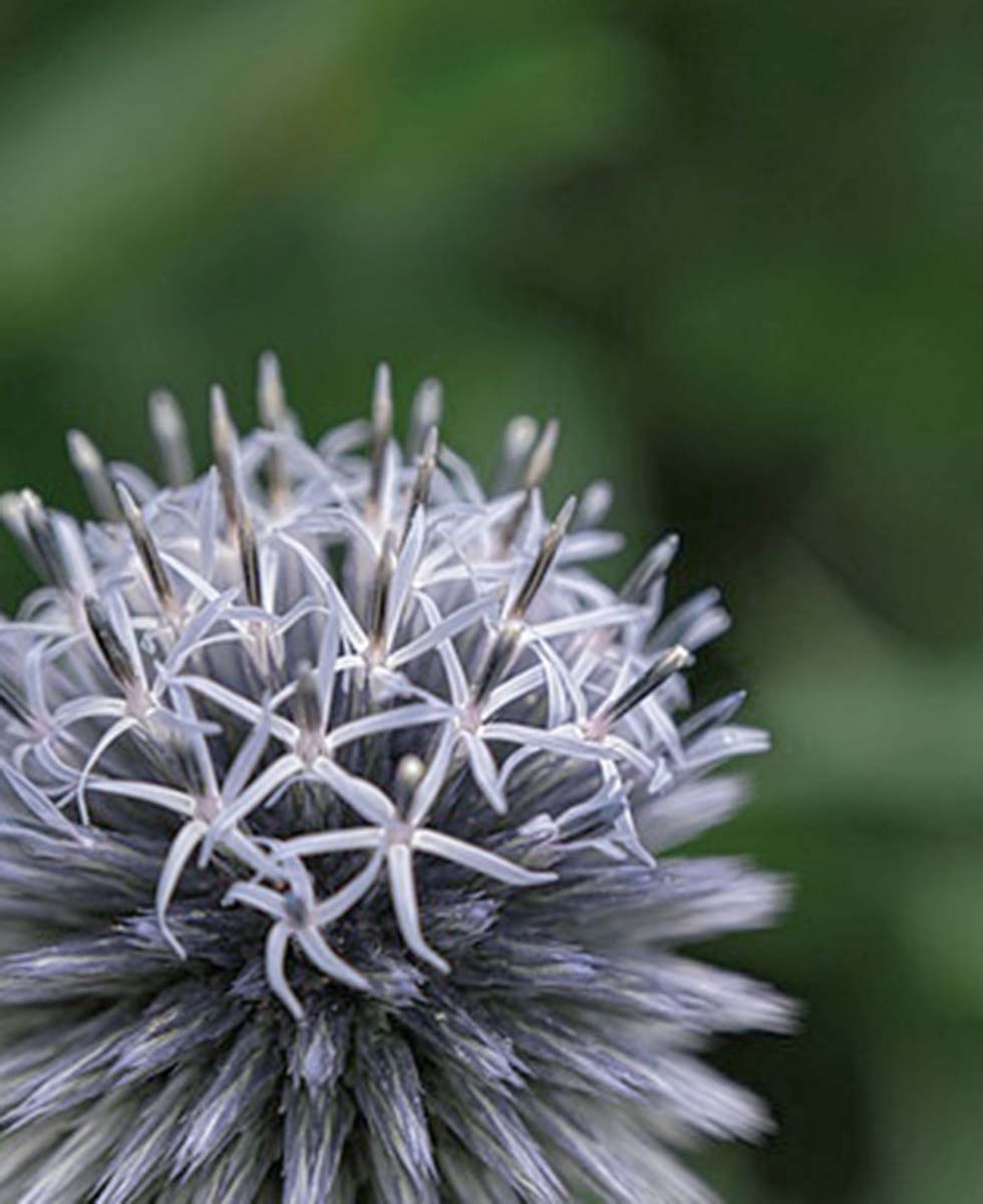 Distel Distel