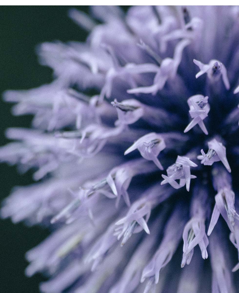 Distel Distel