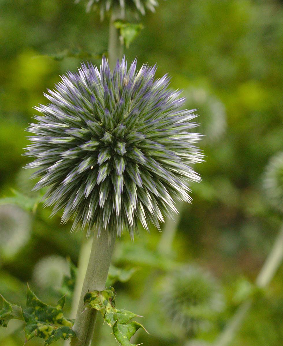 Distel Distel