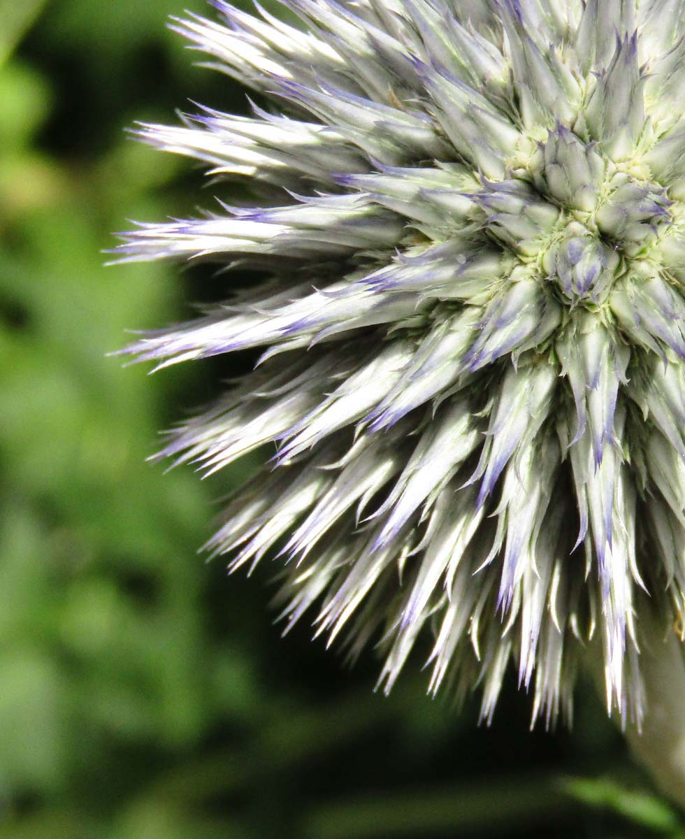 Distel Distel
