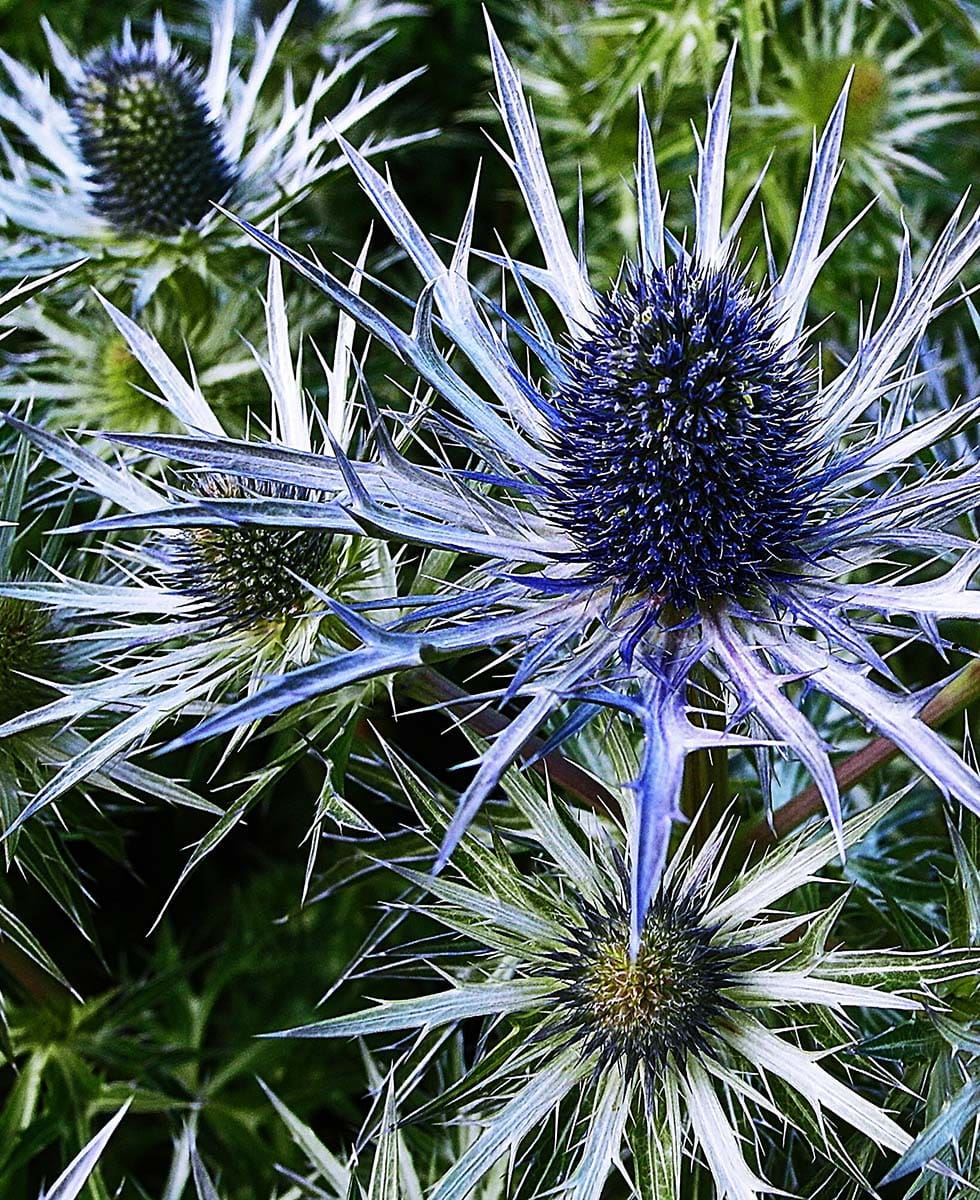 Edeldistel Edeldistel