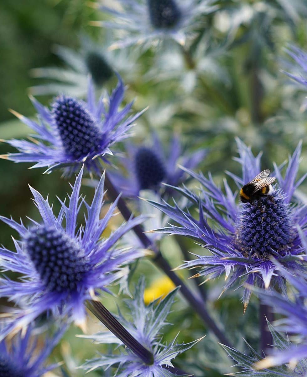 Edeldistel Edeldistel
