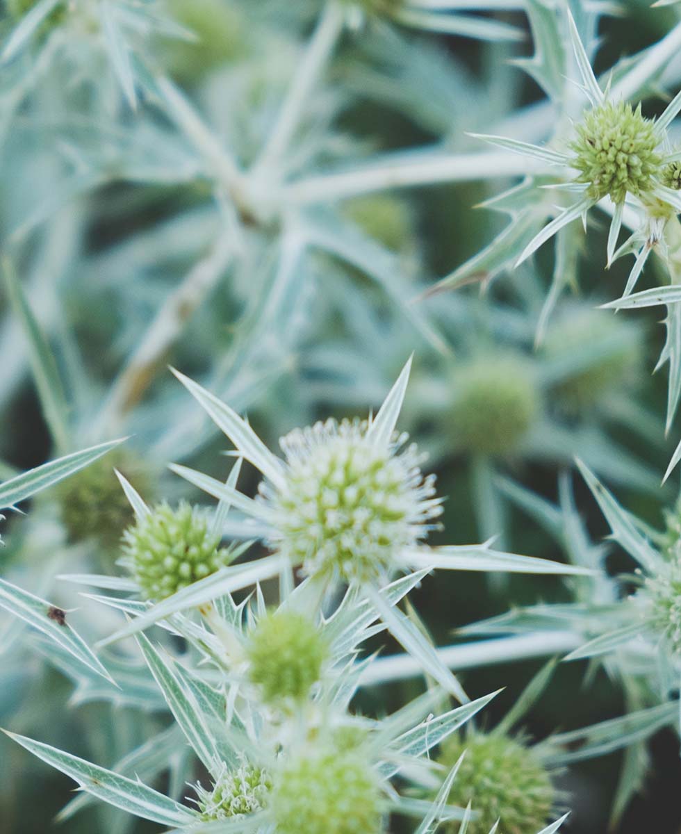 Edeldistel Edeldistel