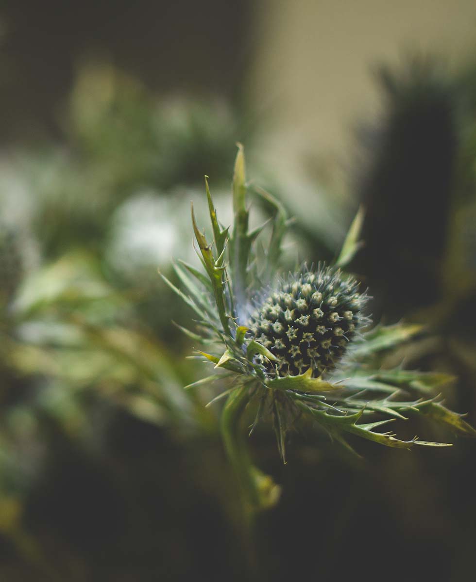 Edeldistel Edeldistel