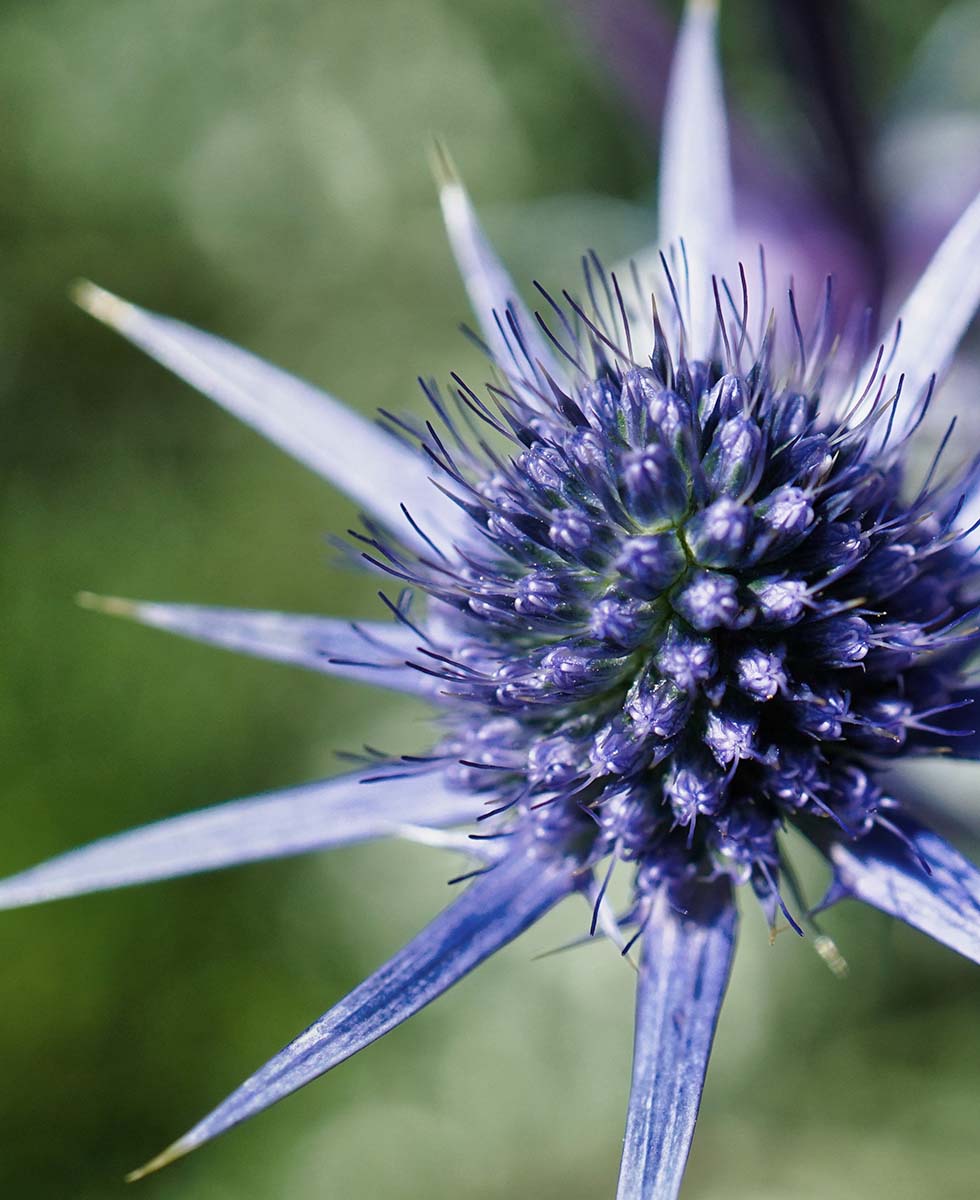 Hochzeitsblumen Edeldistel Hochzeitsblumen Edeldistel