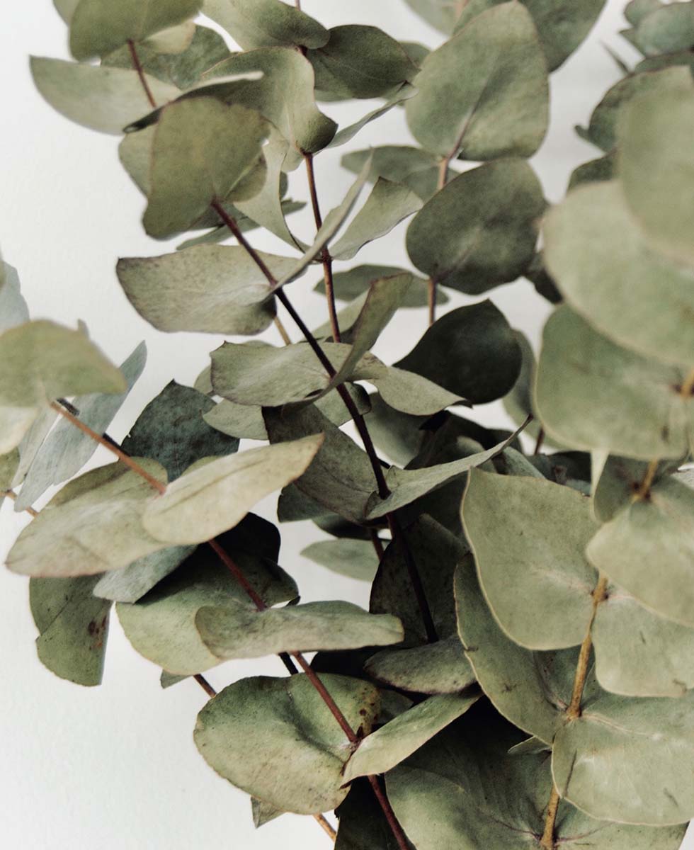 Eukalyptus Eukalyptus