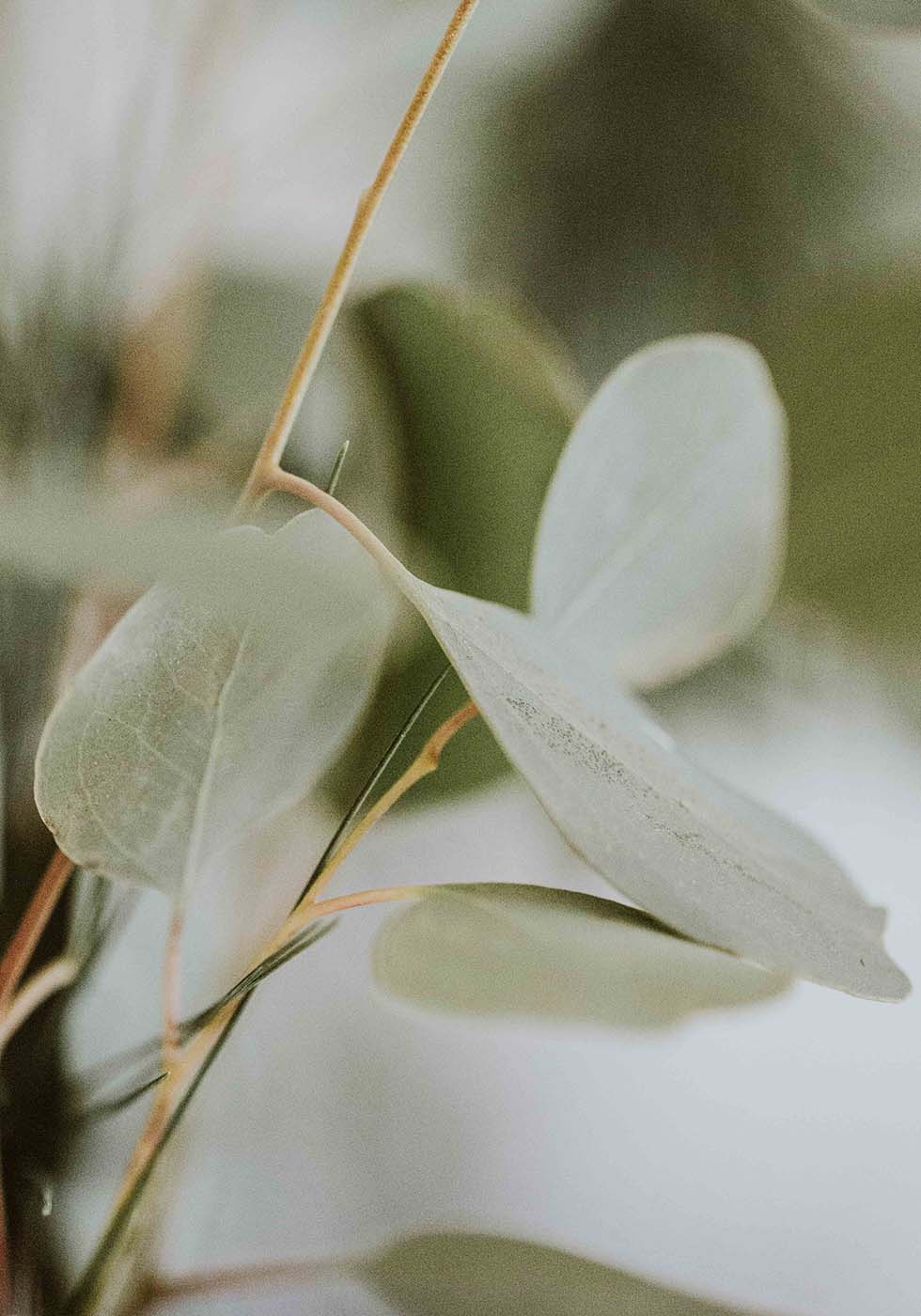 Eukalyptus Eukalyptus