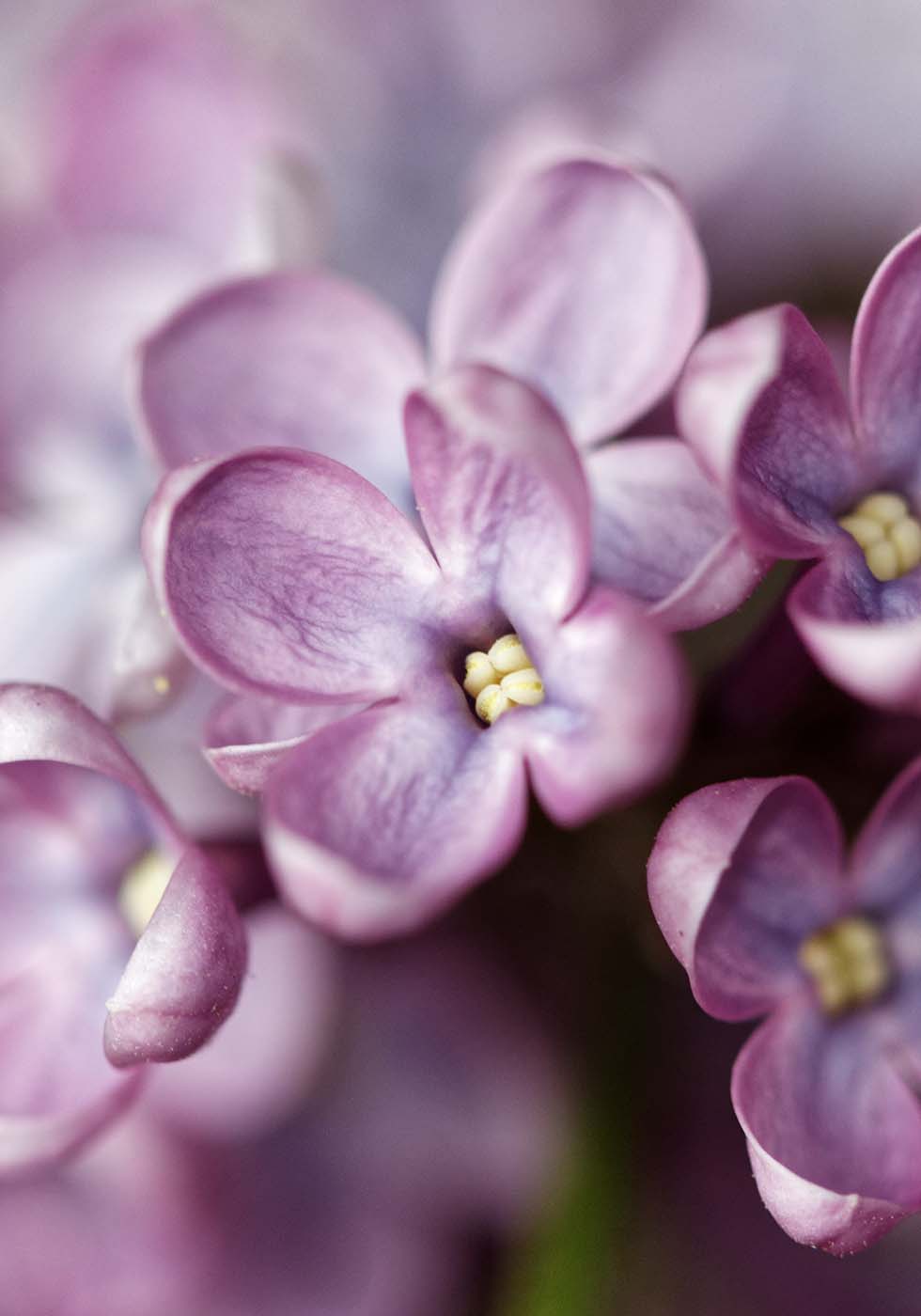 Hochzeitsblumen Flieder Hochzeitsblumen Flieder