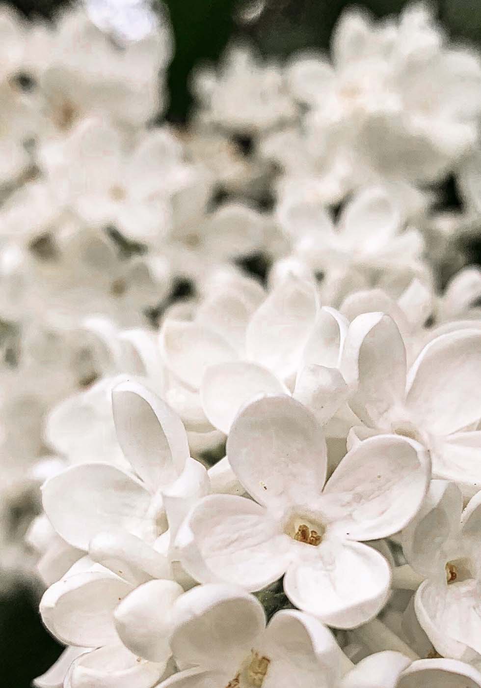 Hochzeitsblumen Flieder Hochzeitsblumen Flieder