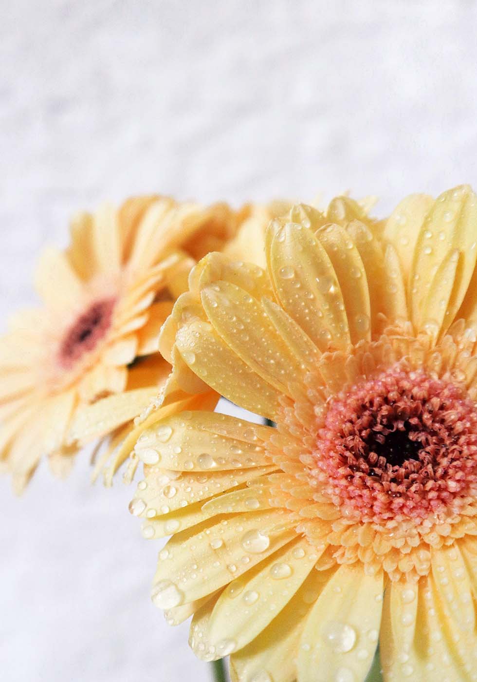 Gerbera Gerbera