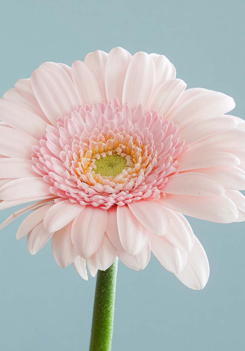 Gerbera Gerbera