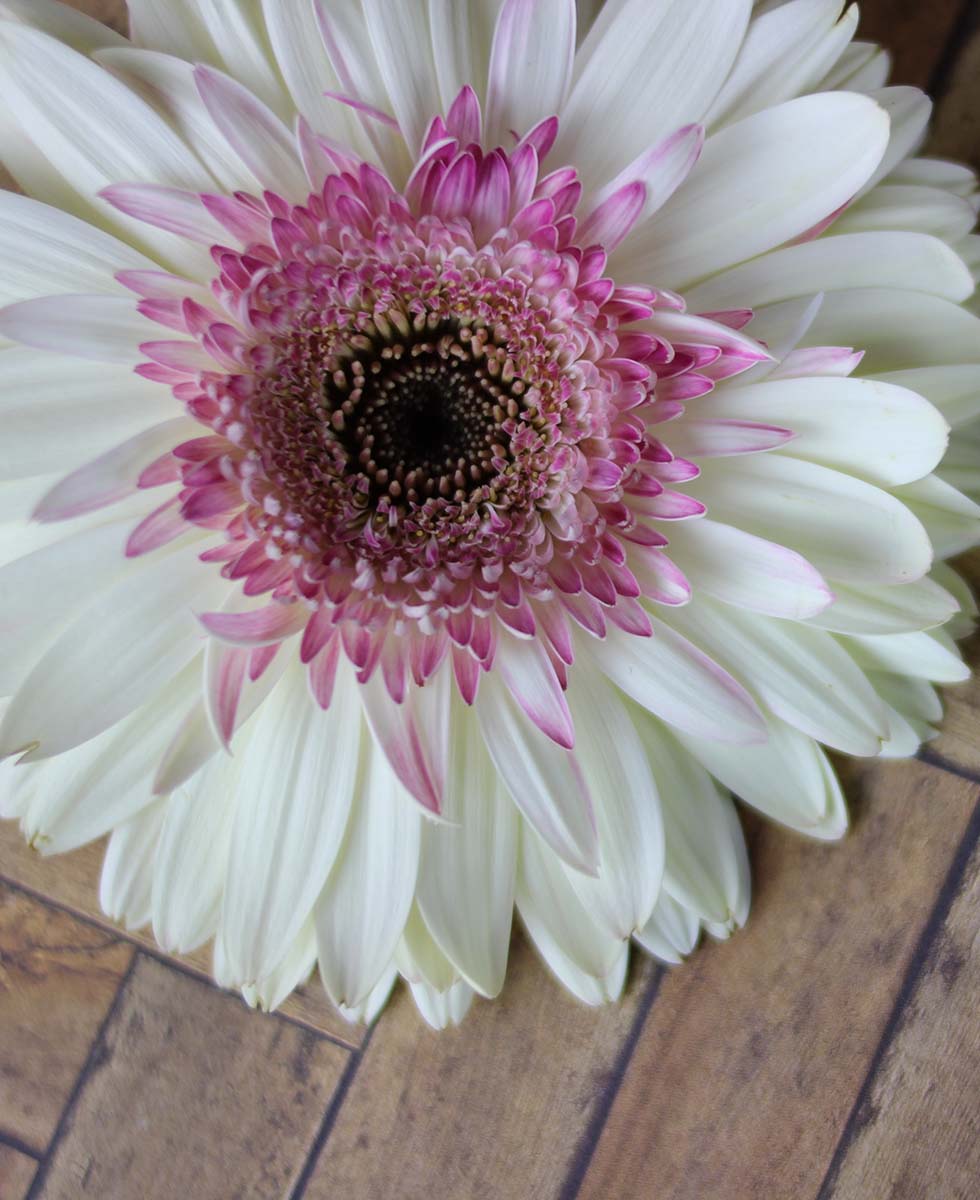 Gerbera Gerbera