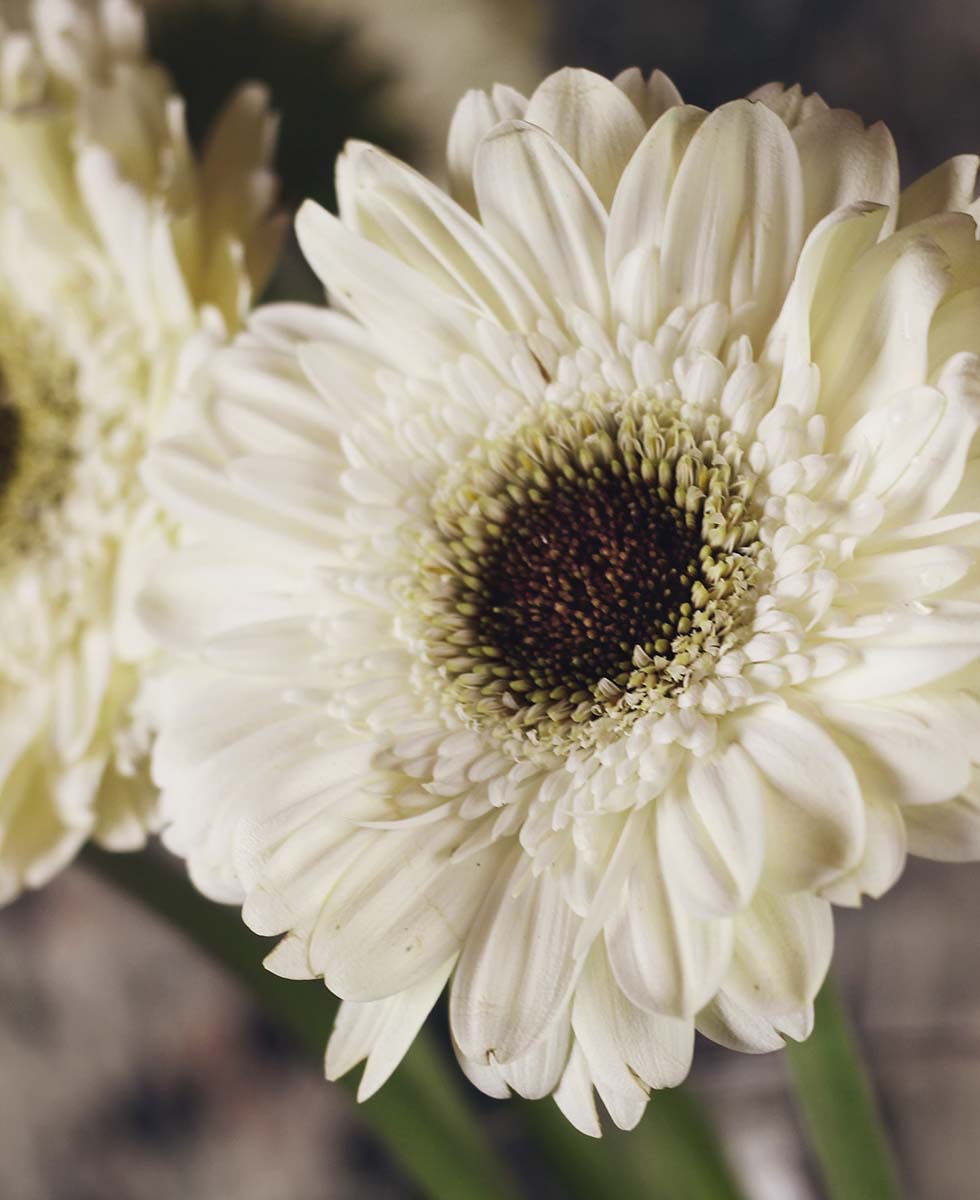 Gerbera Gerbera