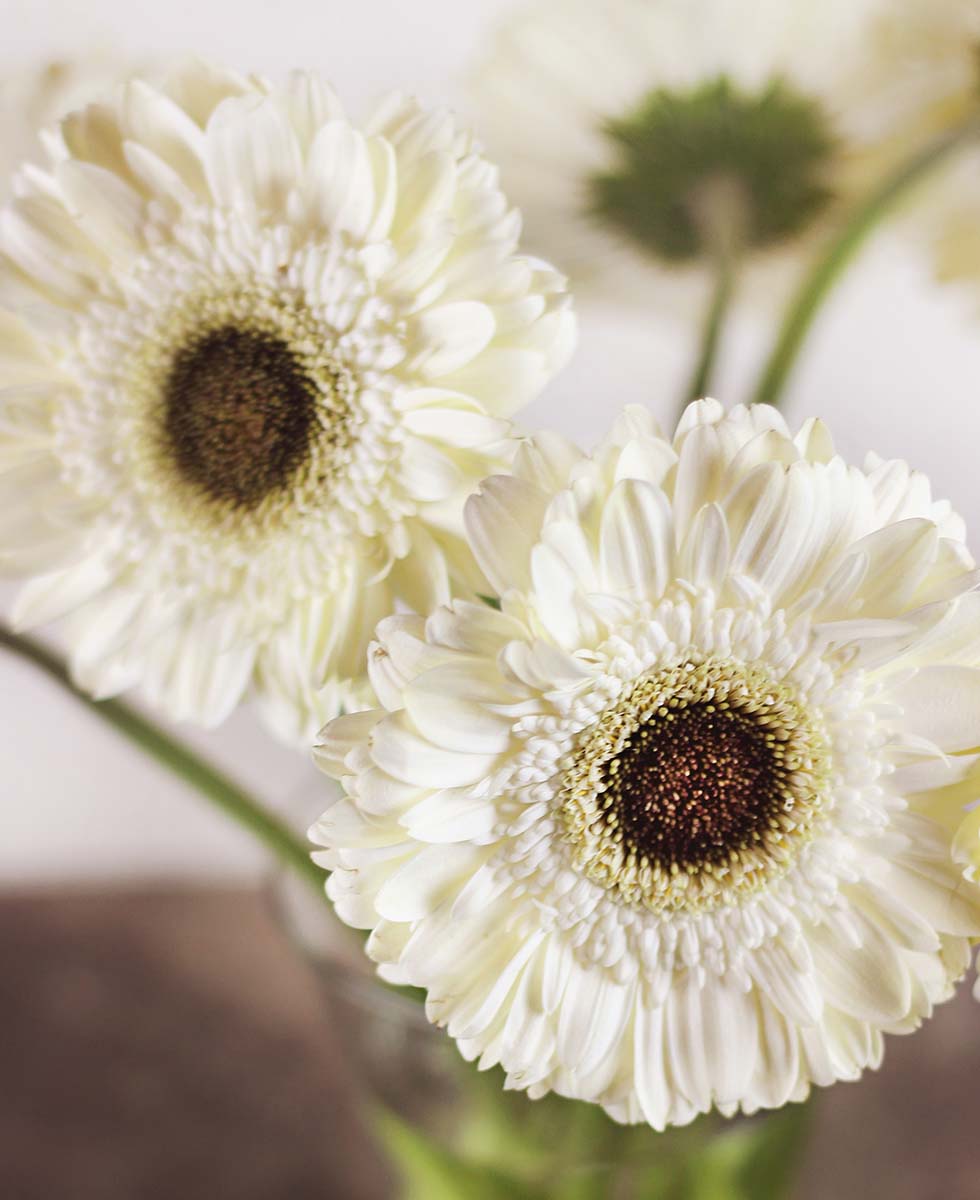Hochzeitsblumen Gerbera Hochzeitsblumen Gerbera