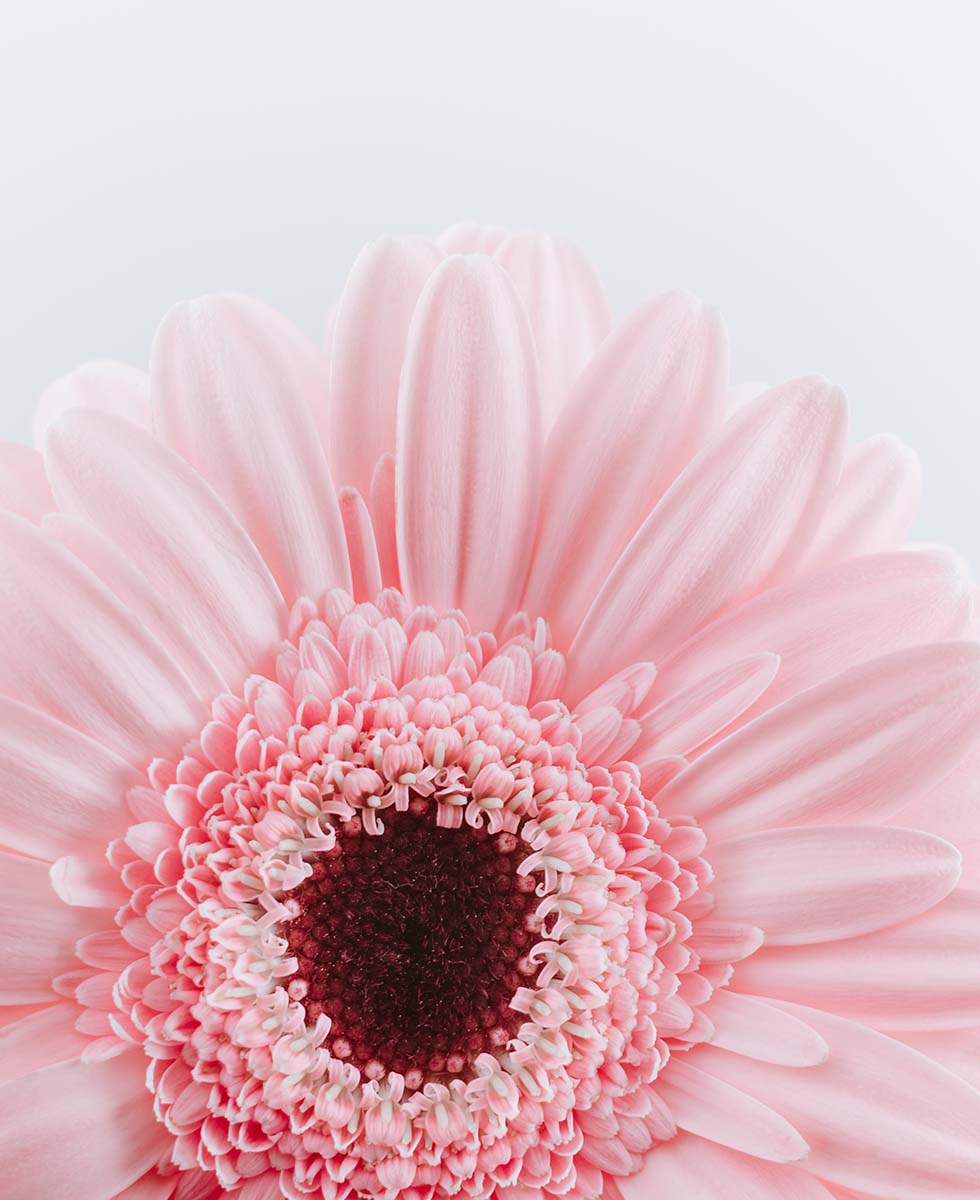 Hochzeitsblumen Gerbera Hochzeitsblumen Gerbera