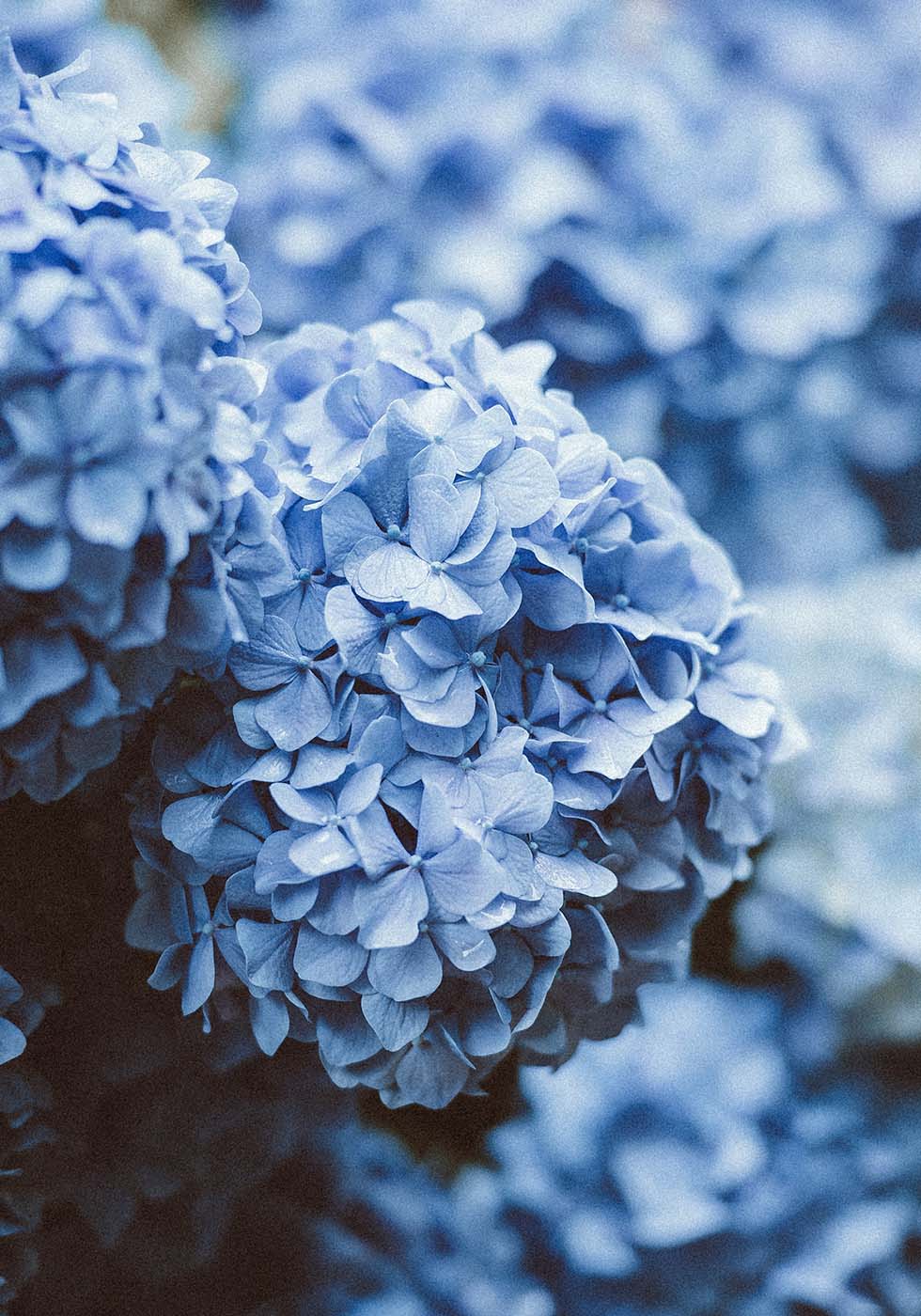Hortensie Hortensie