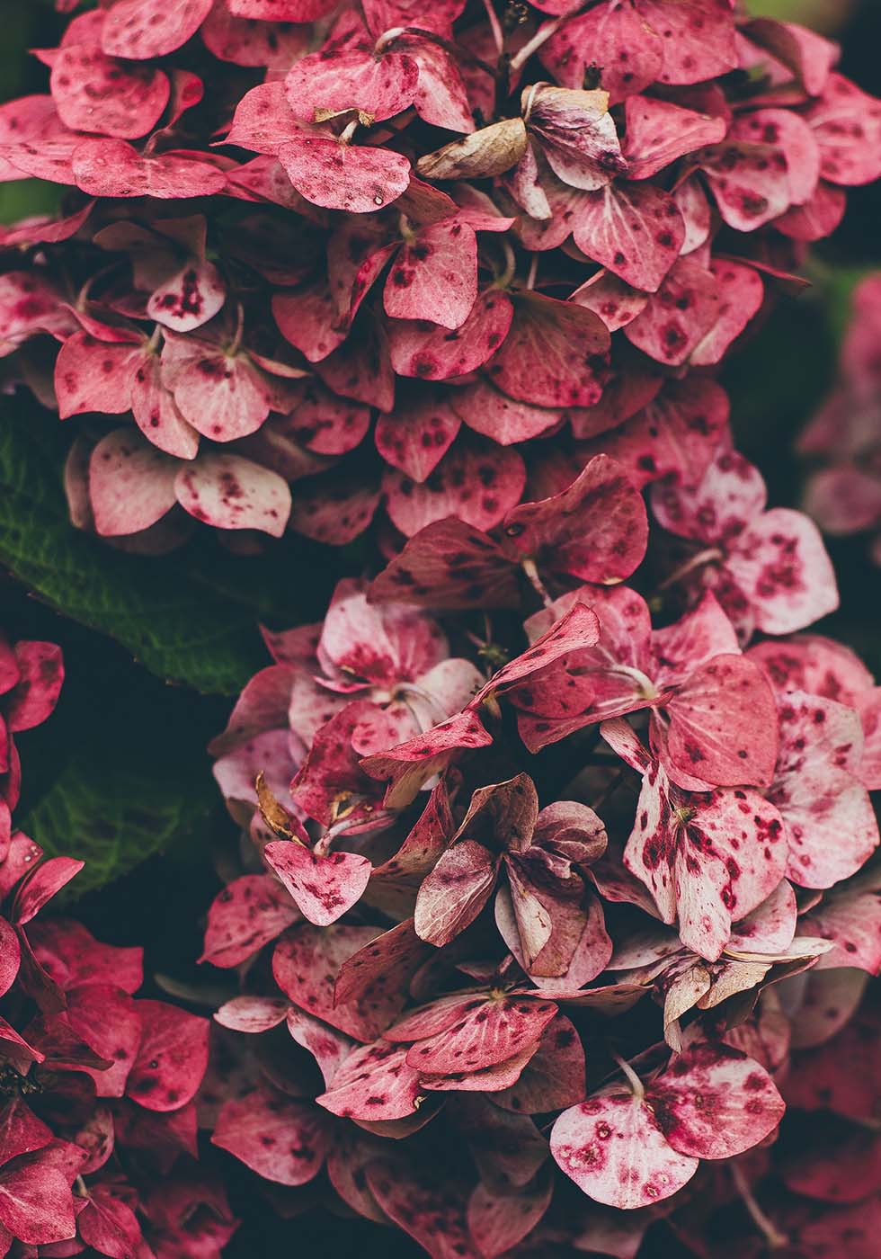 Hortensie Hortensie
