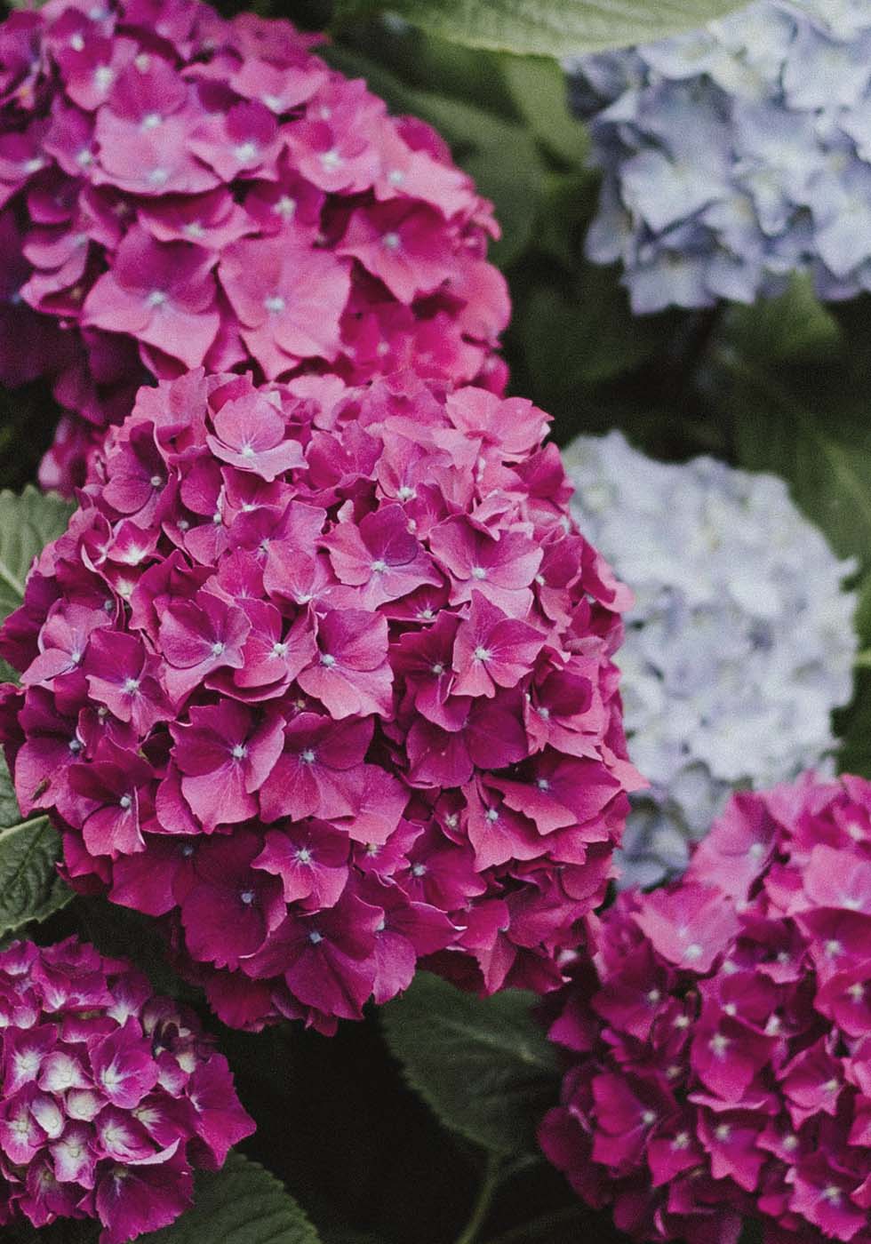 Hortensie Hortensie
