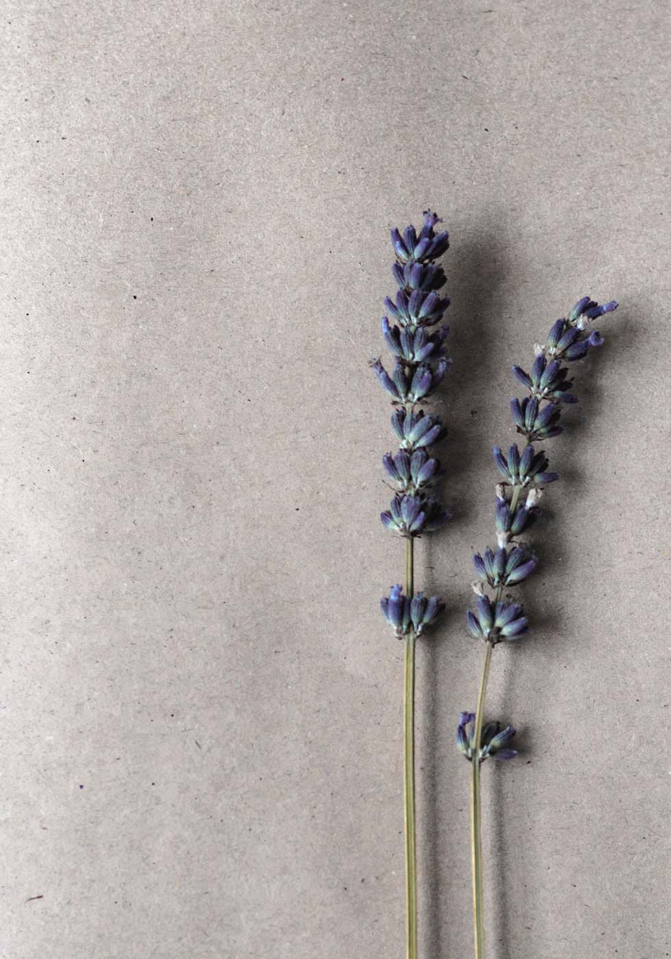 Hochzeitsblumen Lavendel Hochzeitsblumen Lavendel