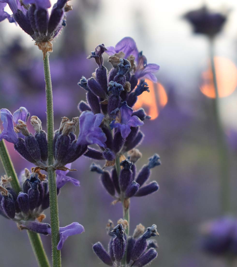 Lavendel Lavendel