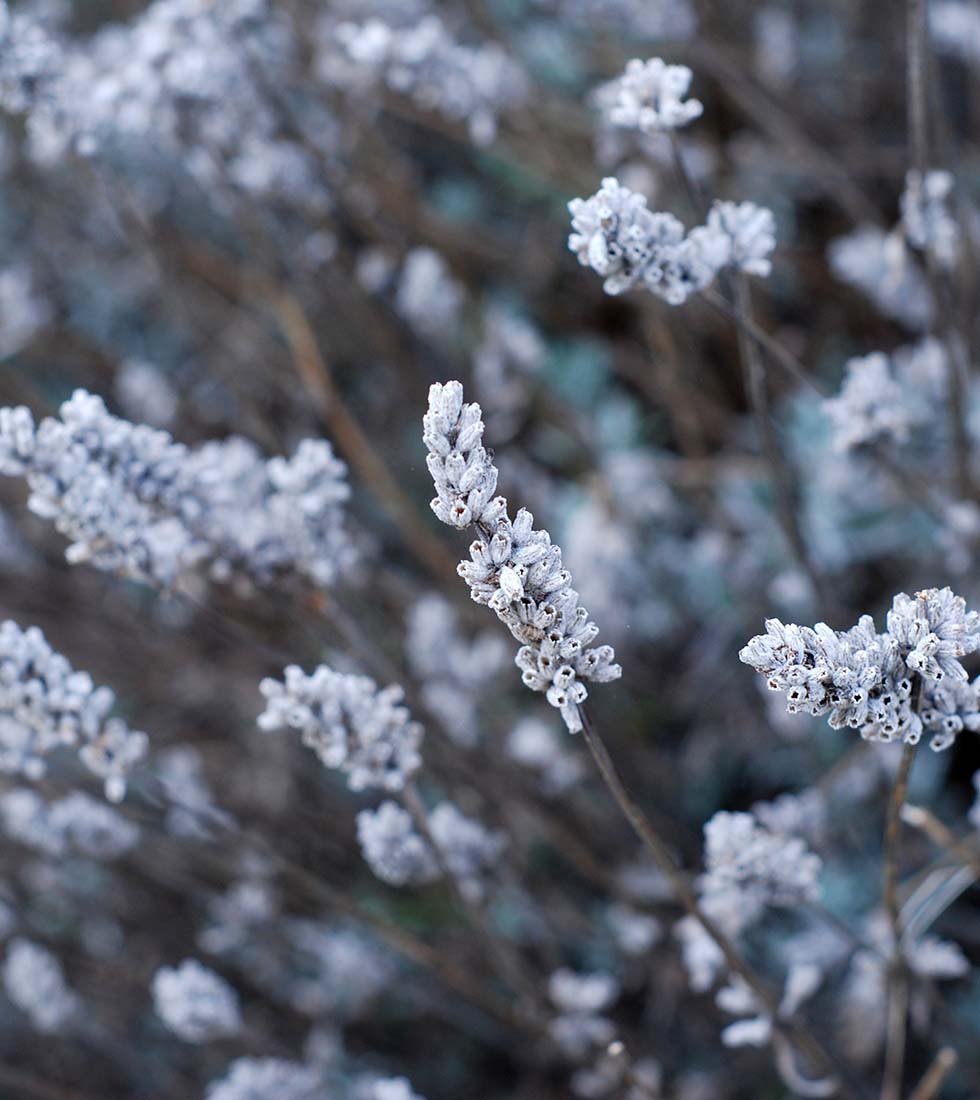 Lavendel Lavendel
