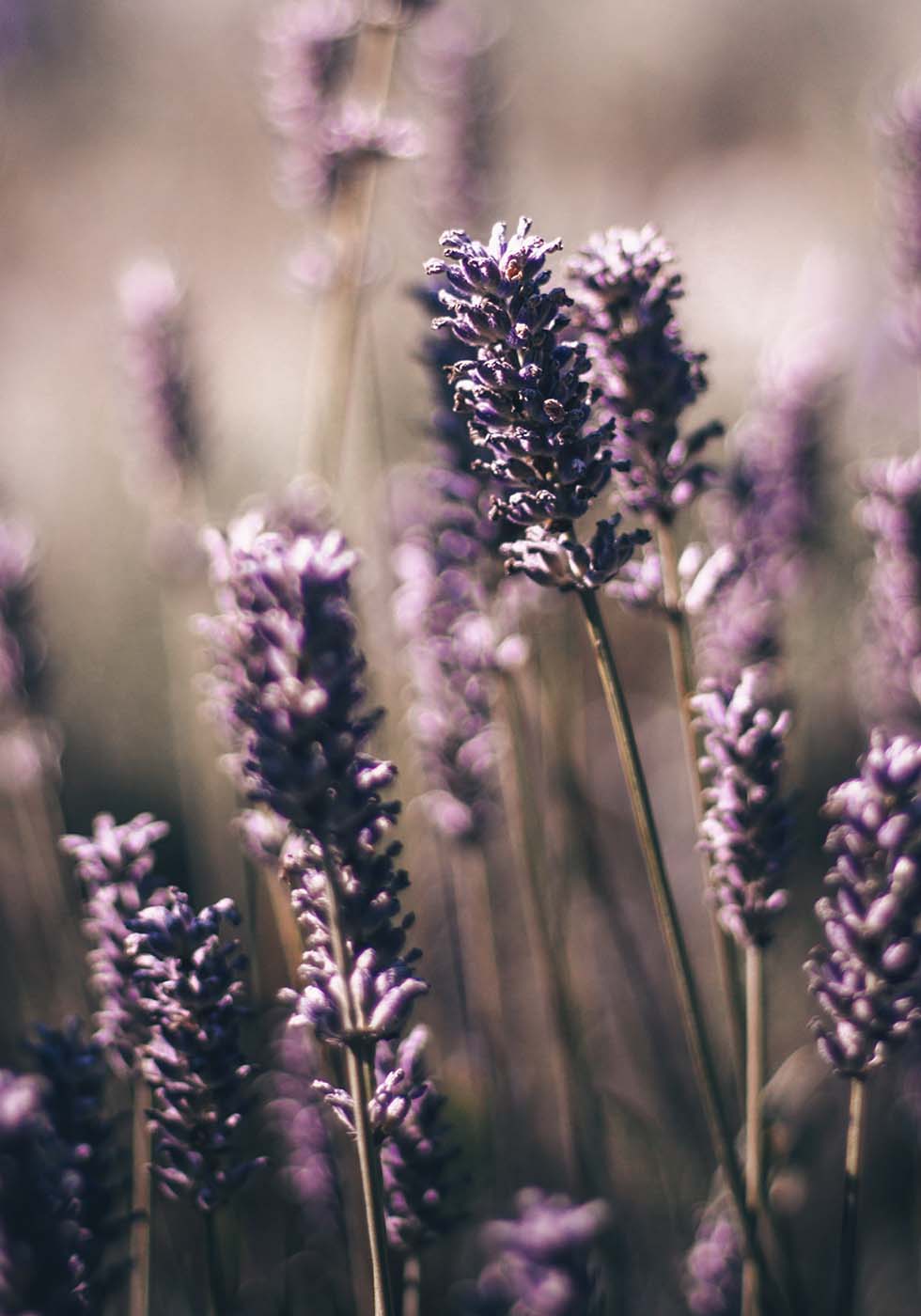 Lavendel Lavendel