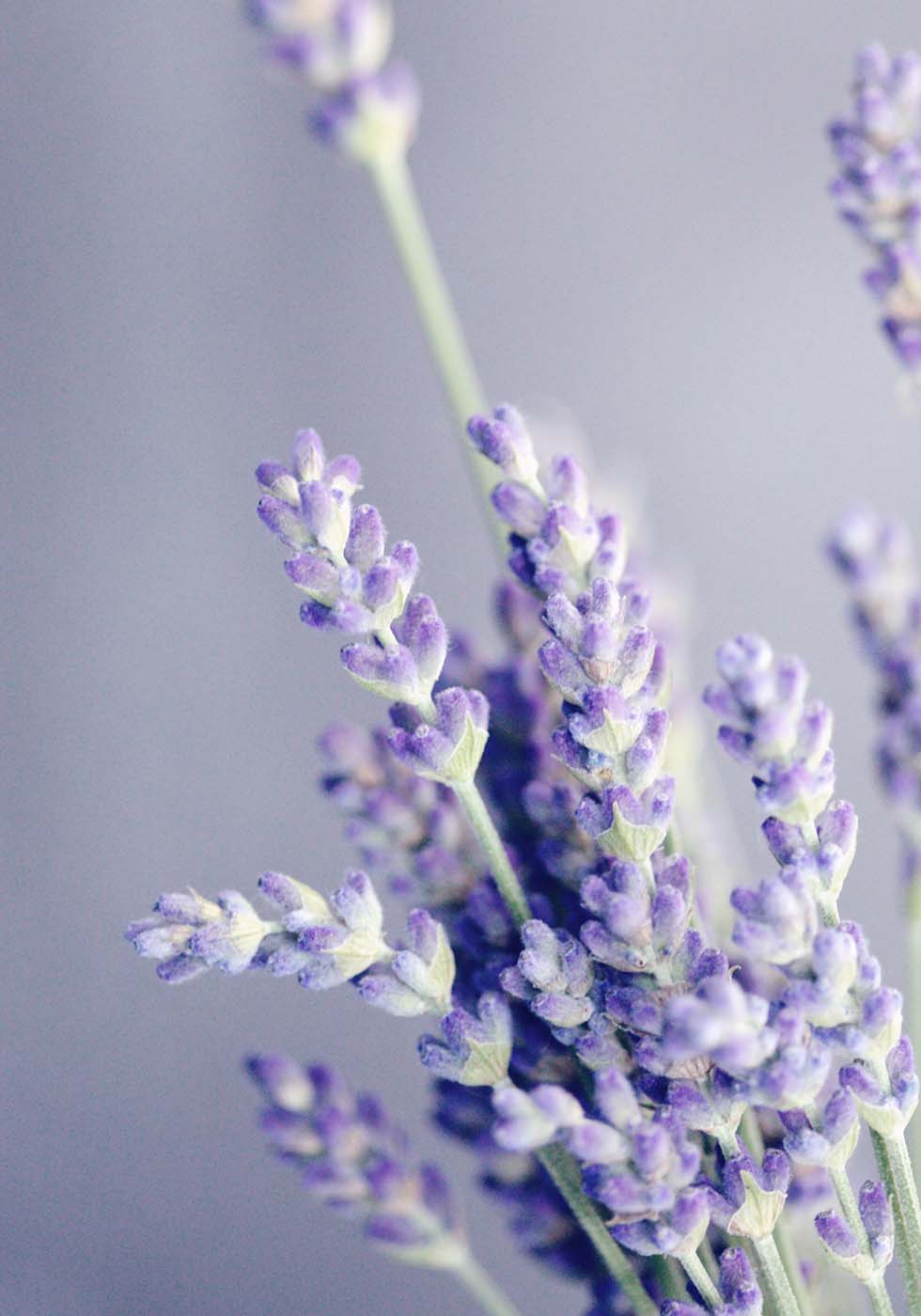 Lavendel Lavendel