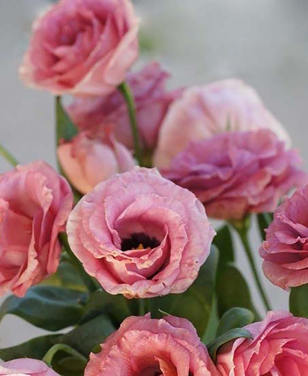 Lisianthus Lisianthus