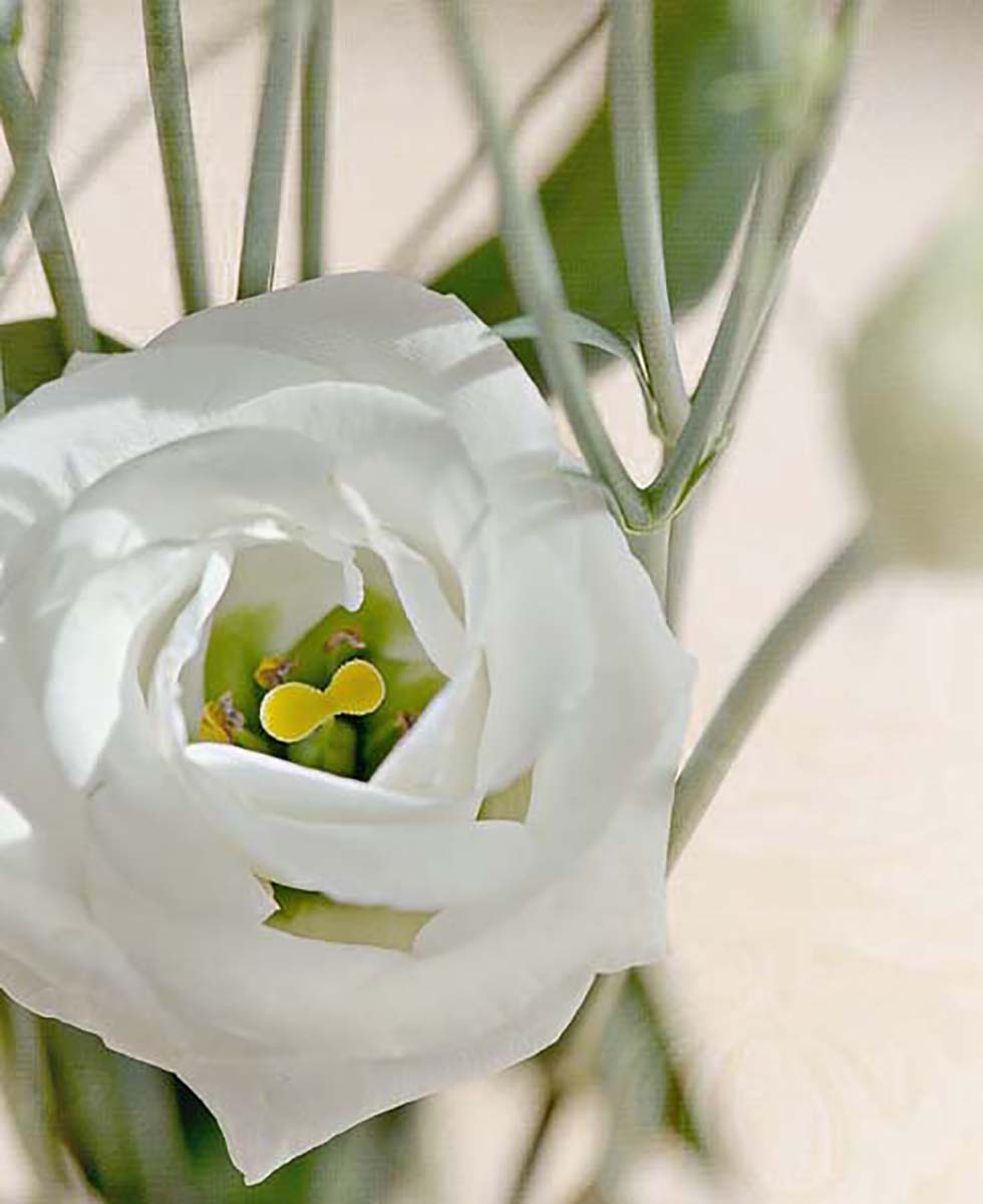 Hochzeitsblumen Lisianthus Hochzeitsblumen Lisianthus