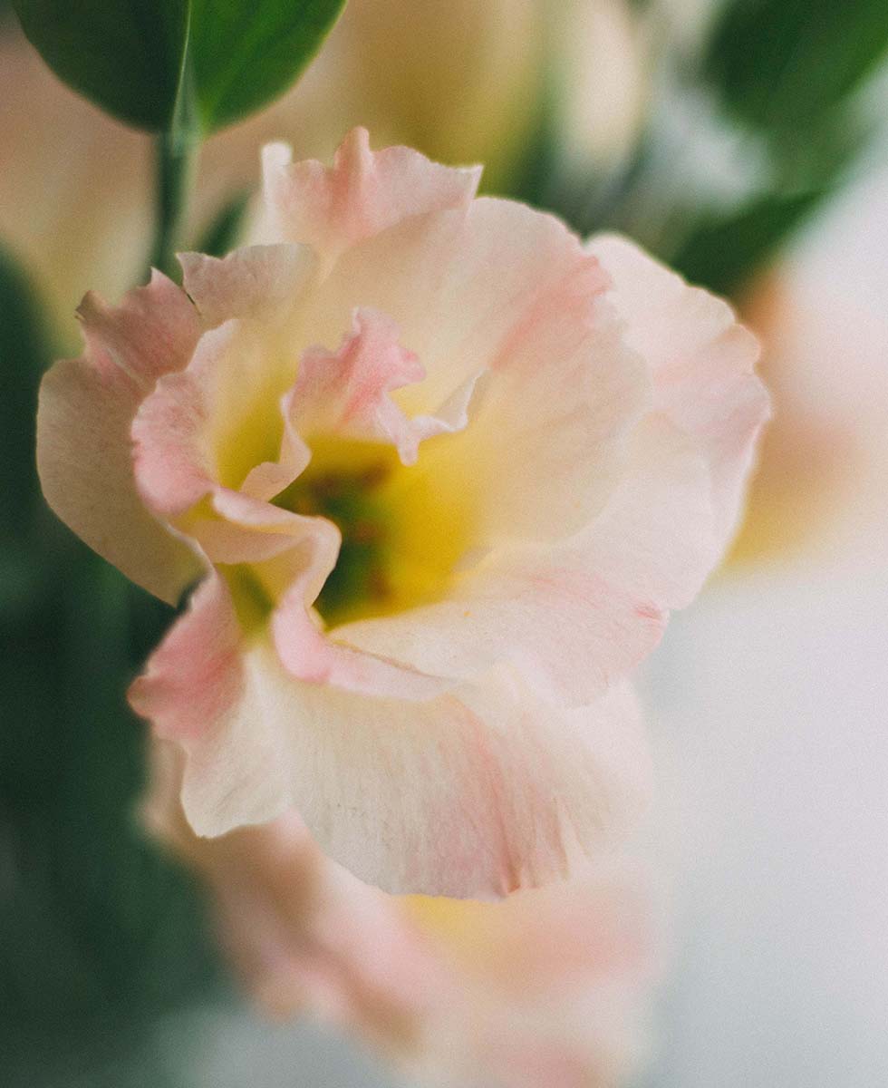Lisianthus Lisianthus